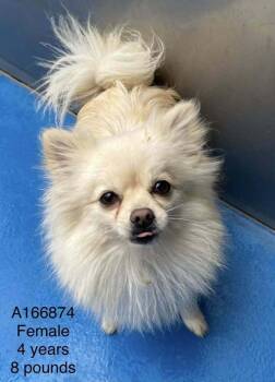 Pomeranian and Mixed Breed Dogs Available for Adoption - Glitz | PetCurious