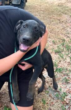 Rescue Catahoula Leopard Dog and Husky Dogs for Adoption in Zimmerman, Minnesota - Juan | PetCurious