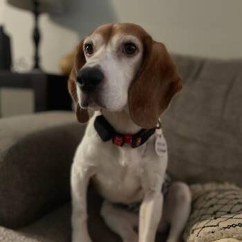 Beagle Dogs Available for Adoption in Nowata, Oklahoma - Rodger | PetCurious