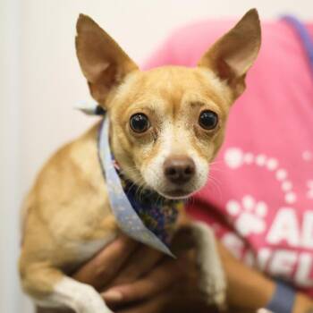BELLO -  Chihuahua Dog for Adoption in San Antonio, Texas - BELLO | PetCurious