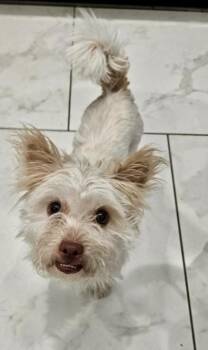 Uno -  Terrier Dog for Adoption in Littleton, Colorado - Uno | PetCurious