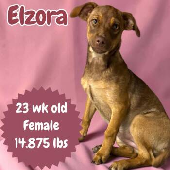 Elzora -  Cattle Dog and Hound Dog for Adoption in Ringwood, New Jersey - Elzora | PetCurious