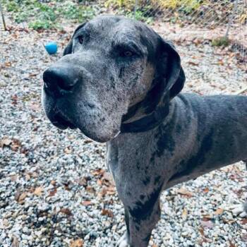 Great Dane Dogs Available for Adoption - Ryder | PetCurious