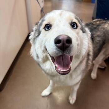 Maggie -  Husky and Mixed Breed Dog for Adoption in Flagstaff, Arizona - Maggie | PetCurious
