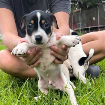 Rescue Rat Terrier and Dachshund Dogs for Adoption in Baton Rouge, Louisiana - Jarred | PetCurious
