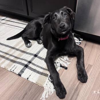 Niniam -  Mixed Breed Dog for Adoption in Fredericksburg, Virginia - Niniam | PetCurious
