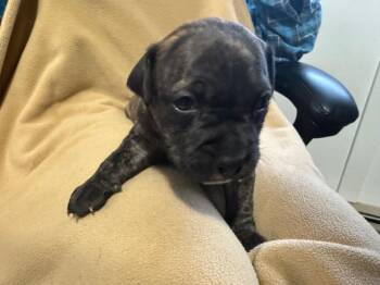 Doc -  Pit Bull Terrier Dog for Adoption in Decatur, Indiana - Doc | PetCurious