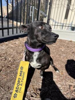 Chihuahua and Mixed Breed Dogs Available for Adoption - Floyd | PetCurious