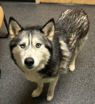 Husky and Mixed Breed Dogs Available for Adoption in Roseville, California - Luna Star | PetCurious