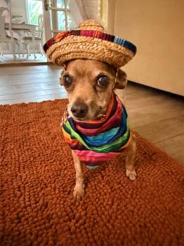 Elmer -  Chihuahua Dog for Adoption - Elmer | PetCurious