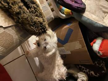 Rescue Maltese Dogs for Adoption in Moreno Valley, California - Lacy | PetCurious