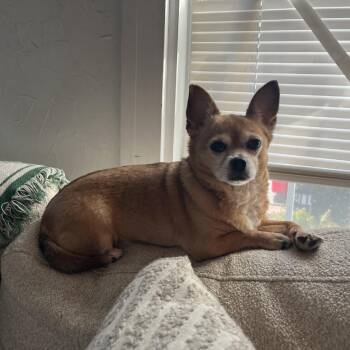 Chihuahua Dogs Available for Adoption - Coconut | PetCurious