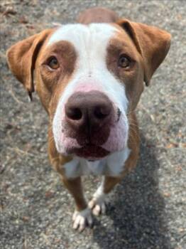 *LOBSTER ROLL -  Pit Bull Terrier Dog for Adoption in Woodland, California - *LOBSTER ROLL | PetCurious