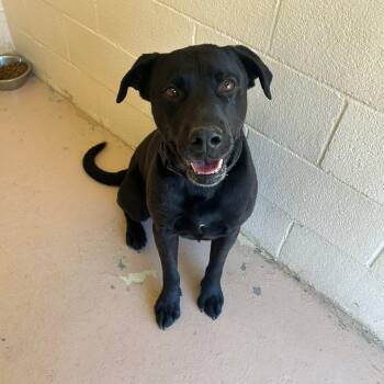 Ducky -  Black Labrador Retriever and Pit Bull Terrier Dog for Adoption in Bridgeport, California - Ducky | PetCurious