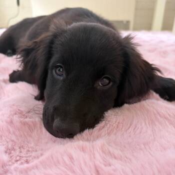 Lillian -  Retriever Dog for Adoption in South Elgin, Illinois - Lillian | PetCurious