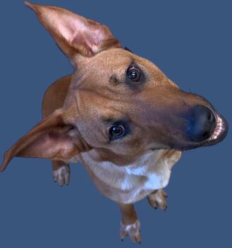 Rescue German Shepherd Dog and Labrador Retriever Dogs for Adoption in New Castle, Indiana - Bronson | PetCurious