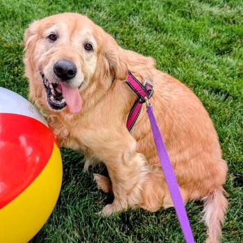 Bella -  Golden Retriever Dog for Adoption in Louisville, Kentucky - Bella | PetCurious