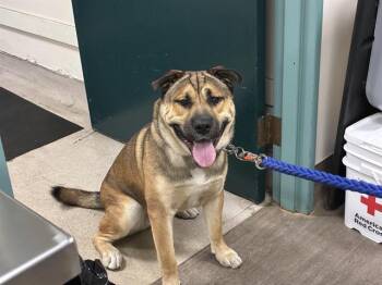 Rescue Labrador Retriever Dogs for Adoption in Pasadena, California - A525069 | PetCurious