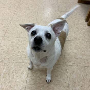 Terrier Dogs Available for Adoption - Rascal | PetCurious