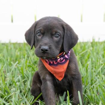 Labrador Retriever and Golden Retriever Dogs Available for Adoption - Spongebob *Arriving 5/21* D11117 | PetCurious