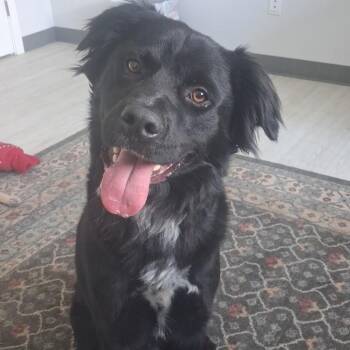 Oreo -  Flat Coated Retriever Dog for Adoption in Bethel, Connecticut - Oreo | PetCurious