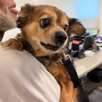 Sage -  Mixed Breed Dog for Adoption in Tunkhannock, Pennsylvania - Sage | PetCurious