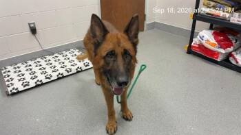 HERO -  German Shepherd Dog Dog for Adoption in Ocala, Florida - HERO | PetCurious
