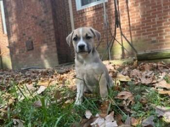Rescue Labrador Retriever Dogs for Adoption in Wake Forest, North Carolina - Raven | PetCurious