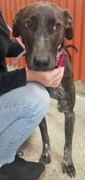 Rescue Catahoula Leopard Dog and Mixed Breed Dogs for Adoption in Kansas City, Missouri - Bluey | PetCurious