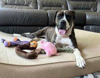 Boxer Dogs Available for Adoption - Xena | PetCurious