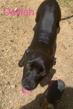 American Bulldog Dogs Available for Adoption in Zimmerman, Minnesota - Delilah | PetCurious