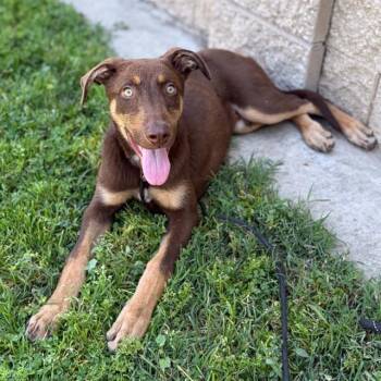 Doberman Pinscher and Mixed Breed Dogs Available for Adoption in Modesto, California - MARLEY | PetCurious