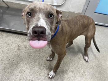 Rescue American Staffordshire Terrier and Mixed Breed Dogs for Adoption in Grand Prairie, Texas - WAGS | PetCurious