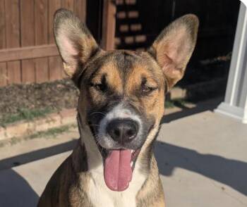 Houdini -  Shepherd Dog for Adoption in San Ramon, California - Houdini | PetCurious