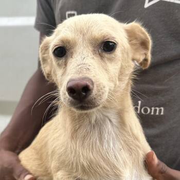 Max - Local Sept 11-13 -  Chihuahua Dog for Adoption in Brookshire, Texas - Max - Local Sept 11-13 | PetCurious
