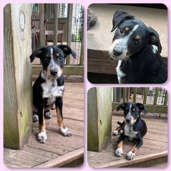 Viper -  Shepherd Dog for Adoption in Traverse City, Michigan - Viper | PetCurious