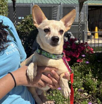 Chihuahua and Miniature Dachshund Dogs Available for Adoption in Lathrop, California - Oakley | PetCurious