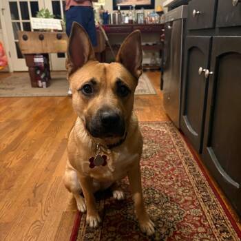 Ally -  Shepherd and Mixed Breed Dog for Adoption in Blairsville, Georgia - Ally | PetCurious