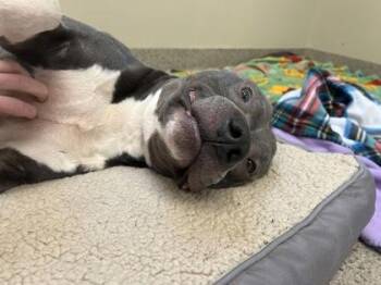 Norbert -  Pit Bull Terrier and Mixed Breed Dog for Adoption in Fishers, Indiana - Norbert | PetCurious