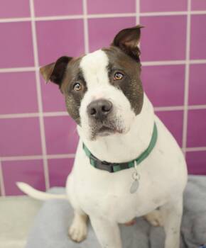 Lance -  Labrador Retriever and Pit Bull Terrier Dog for Adoption in Pontiac, Michigan - Lance | PetCurious