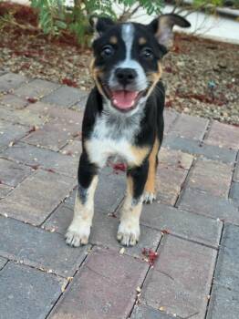 Jack -  Australian Cattle Dog Blue Heeler and Mixed Breed Dog for Adoption in Las Vegas, Nevada - Jack | PetCurious