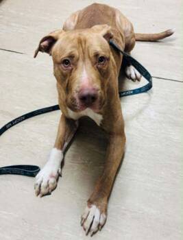 Mixed Breed Dogs Available for Adoption in West Chester, Pennsylvania - Gummy Bear | PetCurious