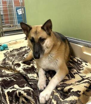 Queen Clarice -  Shepherd and Mixed Breed Dog for Adoption in Visalia, California - Queen Clarice | PetCurious
