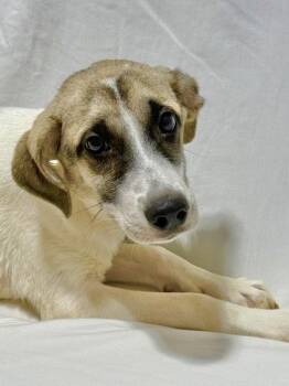 Yam -  Mixed Breed Dog for Adoption in West Chester, Pennsylvania - Yam | PetCurious