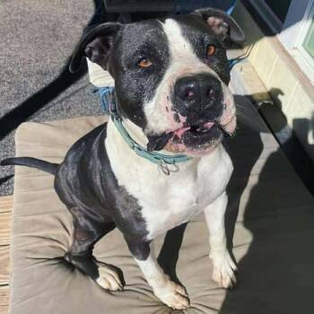 Fozzie Bear -  American Staffordshire Terrier and Mixed Breed Dog for Adoption in Houston, Texas - Fozzie Bear | PetCurious
