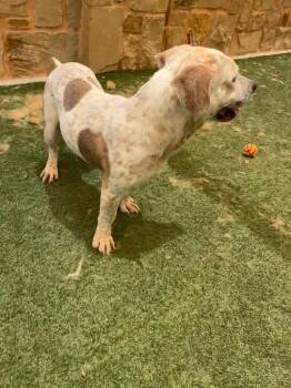 Jeffery -  Hound Dog for Adoption in Seguin, Texas - Jeffery | PetCurious