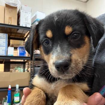Banjo -  Mixed Breed Dog for Adoption in Ardmore, Oklahoma - Banjo | PetCurious