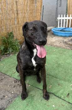 Rescue Plott Hound Dogs for Adoption - GEORGIA | PetCurious