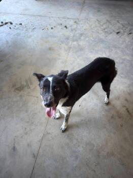Blue -  Australian Cattle Dog Blue Heeler Dog for Adoption in Portland, Indiana - Blue | PetCurious