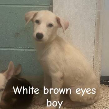 TUNDRA 1452 -  Husky and Mixed Breed Dog for Adoption in Loxahatchee Groves, Florida - TUNDRA 1452 | PetCurious